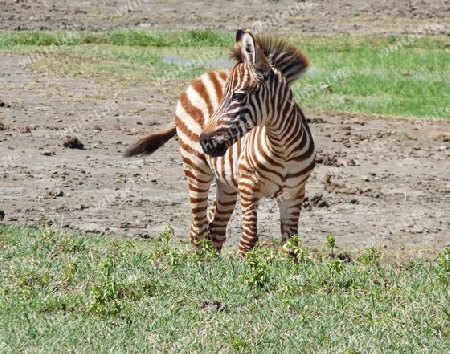 Tansania - Braunes Zebrafolen