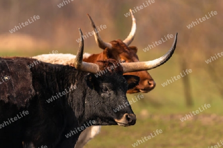 2 Texas Longhorn Rinder im Profil
