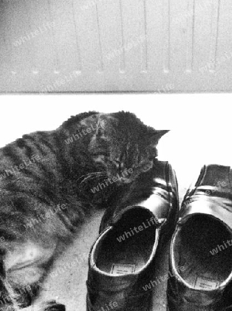 Katze mit Schuhen