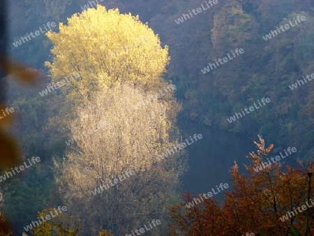Leuchtende Herbstfarben im Neckartal 3