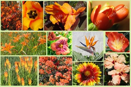 Orange flowers, collage