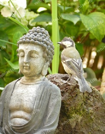 Vogel mit Buddha