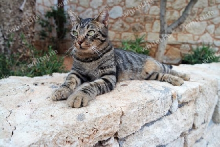 Griechische Katze