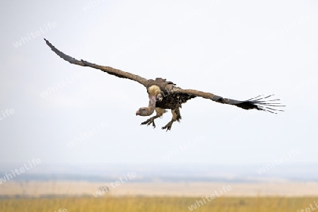 Sperbergeier (Gyps rueppellii) fliegt ?ber die Masai Mara, Kenia, Afrika