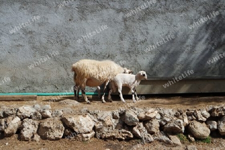 Mutterschaf mit Lamm