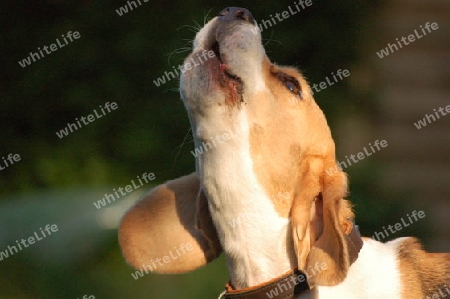 Heulender Beagle