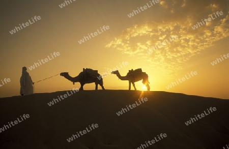 Ein Beduine mit seinen Kamelen in der Sahara Wueste bei Douz im zentralen sueden in Tunesien in Nordafrika.