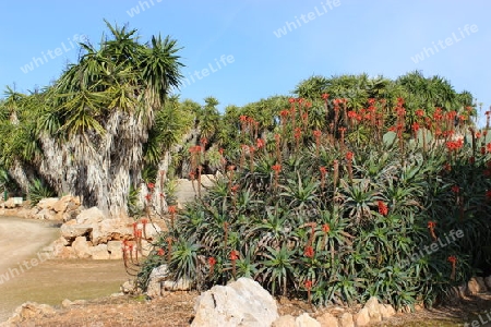 Bl?hender Aloe Strauch und Yucca Palmen