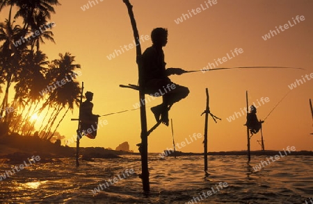 Asien, Indischer Ozean, Sri Lanka,
Traditionelle Fischer sogenannte Stelzenfischer beim Fischen in der naehe des Kuestendorf Ahangama an der Suedkueste von Sri Lanka. (URS FLUEELER)






