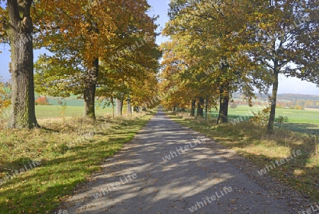 Idyllische Strasse im Herbst mit alten Eichen (Quercus), Hessen, Deutschland, Europa