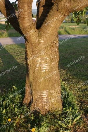 Kraftvoller alter Kirschbaum