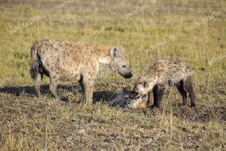 T?pfelhy?ne (Crocuta crocuta) am fruehen Morgen , Familie mit Jungtier,  Masai Mara, Kenia