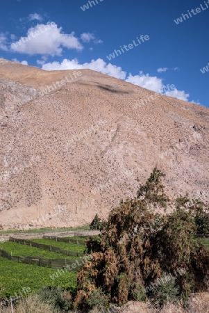 Im fruchtbaren Elqui-Tal ?stlich von La Serena, Chile