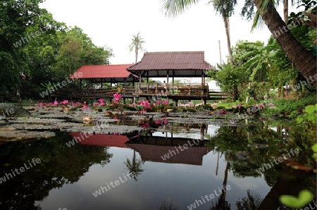 Ein Seerosen Garten in einem Hotelpark in der Tempelstadt Ayutthaya noerdlich von Bangkok in Thailand. 