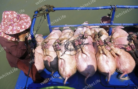 a transport of pigs on the Lake tonle sap near the town of siem riep near ankor wat  in cambodia in southeastasia. 