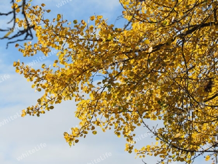 Herbstlaub - Gelbe Bl?tter IMG_0512.