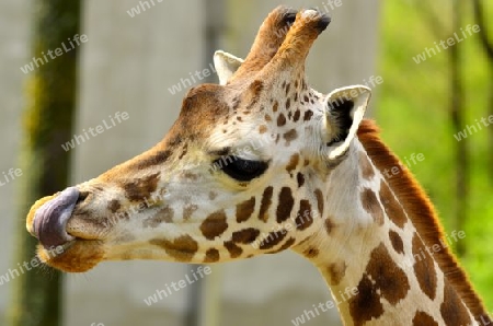 Giraffe hat Hunger