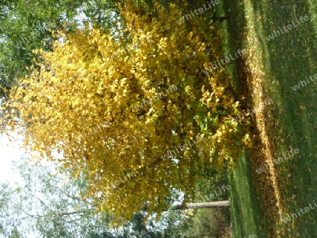 Baum im Herbst
