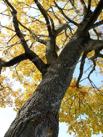 M?chtiger Baum in Herbstfarben 3