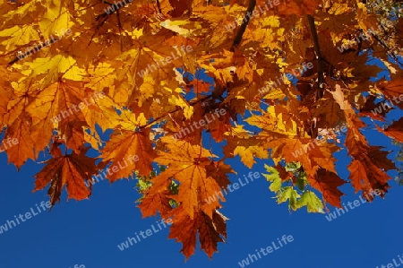 Colored Maple Leafs