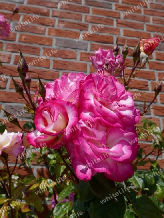 Rosa Rosen vor Ziegelmauer