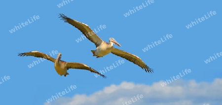 2 Pelikane in der Carmargue