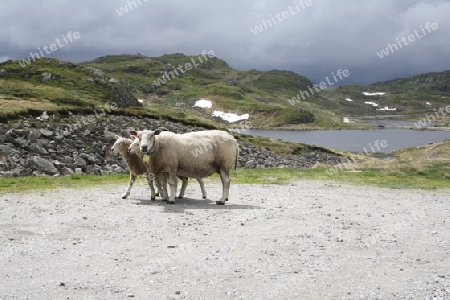 Schafe im Fjell zwischen Rysstad und Sinnes
