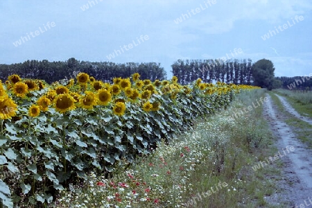 Blühende Sonnenblumen in Beelitz