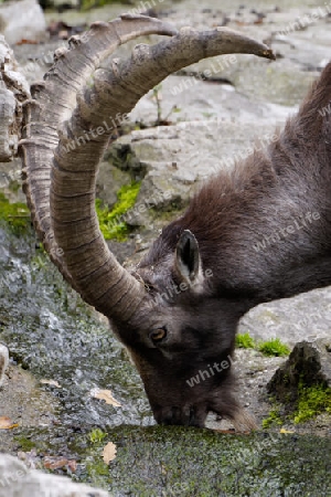 Trinkender  Alpensteinbock "Capra ibex"