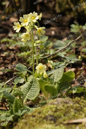 Hohe Schluesselblume,  Primula elatior, Schluesselblume, Wald-Schluesselblume