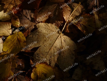 Herbstlaub - Lichtblick im Schatten der B?ume P1280465
