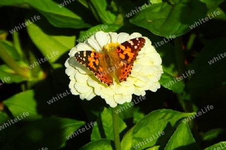 Zinie mit Schmetterling 3