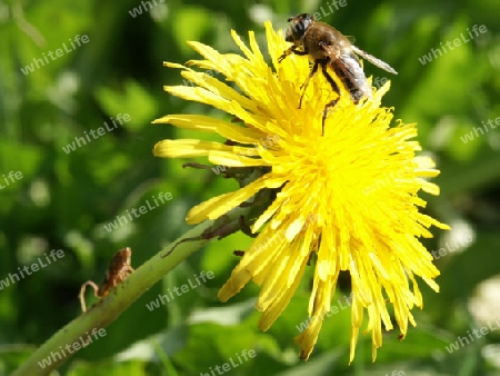 Saublume mit Biene