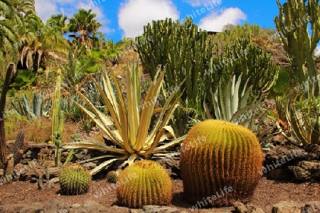 Kaktusgarten auf Gran Canaria