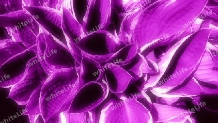 Violett Farbtupfer 