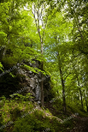 Reutlinger Wald