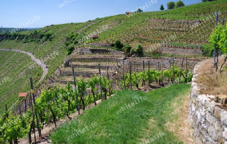 Weinanbau in Steillage 7