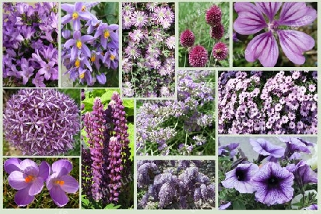 Violet flowers, collage