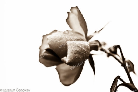Rose Sepia