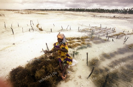 Eine Frau bei der Ernte von Seegrass in einer Seegrass Plantage bei Bwejuu an der Ostkueste der Insel Sansibar im Indischen Ozean in Tansania in Ostafrika