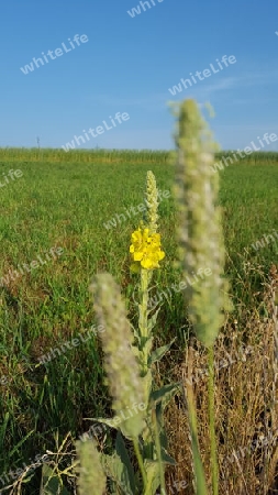 Gelbe Blume im Feld