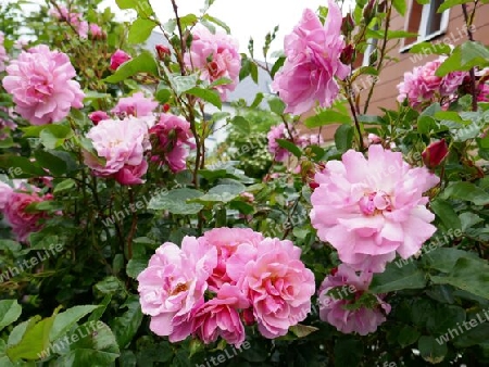 Rosenblüte auf Helgoland