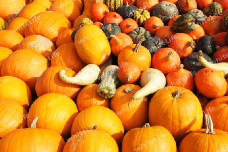  Fresh pumpkins for Halloween   - Frische K?rbisse zu Halloween