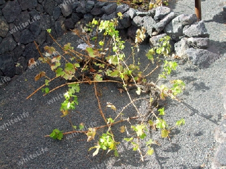 Lanzarote, Weinanbau auf Lava-Sand