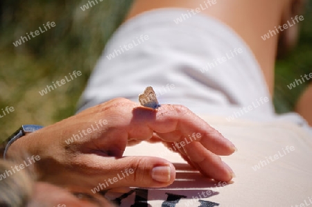 Schmetterling auf Hand
