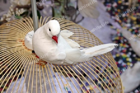 Taube - Pigeon