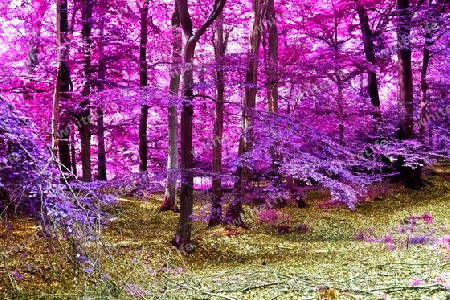 Beautiful pink and purple infrared panorama view into a forest landscape