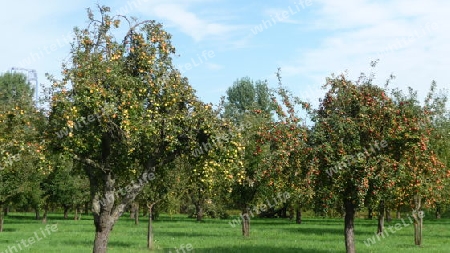 Apfelwiese