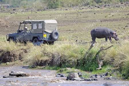Flusspferd, Nilpferd (Hippopotamus amphibius), dicht neben einem Safariwagen, Masai Mara, Kenia