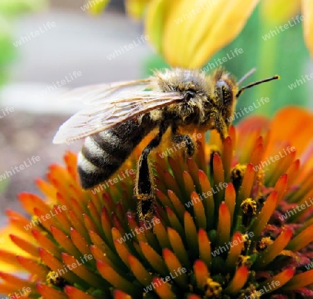 Biene auf Sonnenhut
